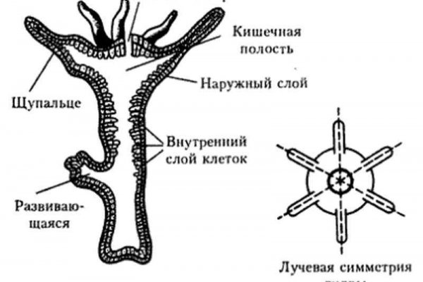 Как восстановить доступ к кракену