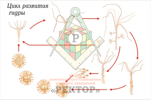 Зеркало крамп для тора 2022