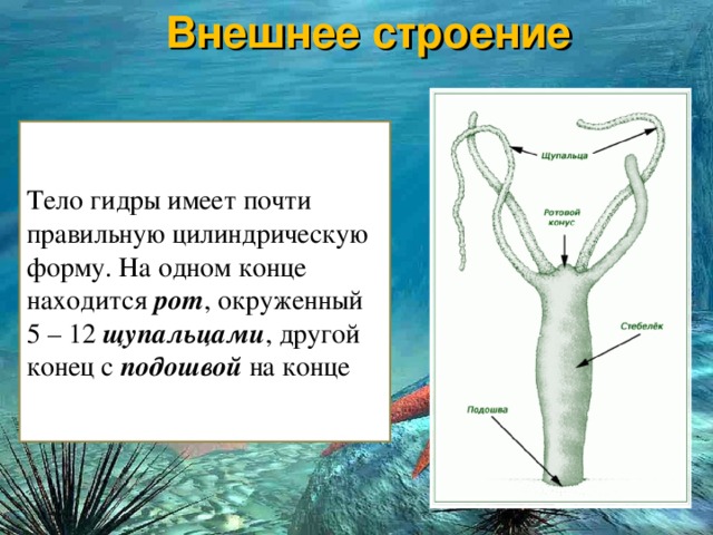 Кракен маркетплейс ссылка